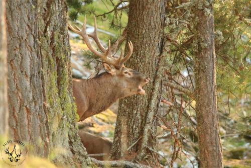 Tel un trophée de chasse