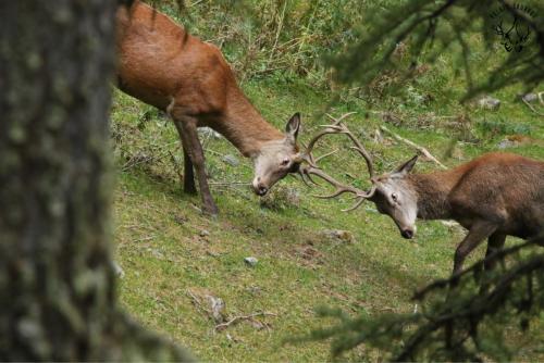 Duel amical des jeunes cerfs