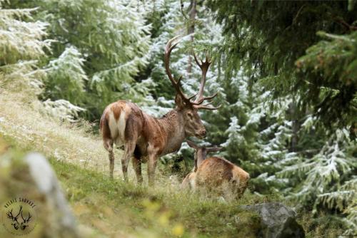 Le roi dans sa forêt saupoudrée de neige