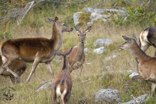 Eclats de vie dans la harde de Mèche Blanche