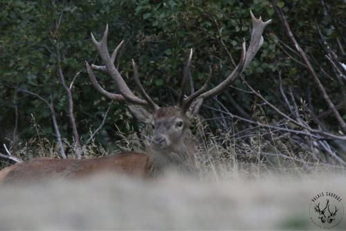 Le cerf impérial