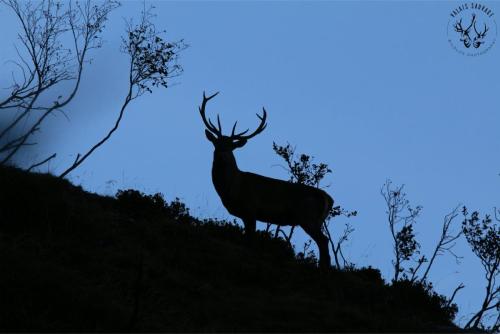 Cerf aux oreilles aiguisées