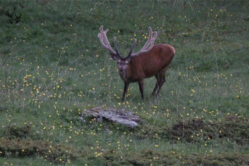 La majesté du cerf en pleine repousse